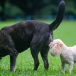犬が飼い主の『おしりを嗅ぐ』心理4選　執拗にニオイを嗅いでくる理由や注意点まで(ブログ)
