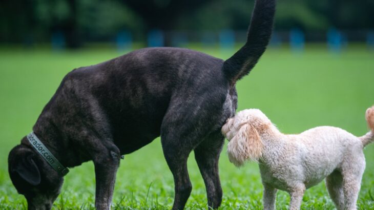 犬が飼い主の『おしりを嗅ぐ』心理4選　執拗にニオイを嗅いでくる理由や注意点まで(ブログ)
