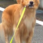 大型犬と朝の散歩へ→普通に歩いていたと思ったら、5分後…想定外な『まさかの光景と態度』が278万再生「眉ｗｗ」「気分じゃないのかなｗ」(ブログ)