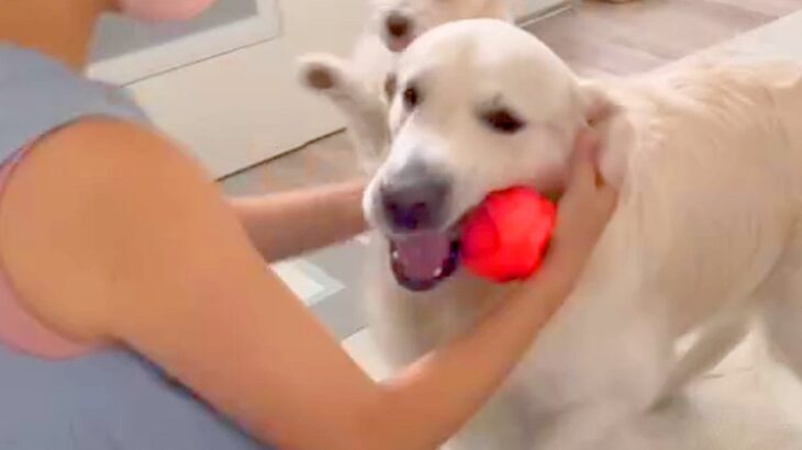 6日ぶりの『2匹の犬』との再会→ドアを開けた瞬間に駆け寄って…健気すぎる『おかえりなさい』に感動「大喜び」「ボール持ってくるの愛おしい」(ブログ)