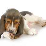 犬が『前足を舐めている』ときの心理5選　執拗にペロペロする理由や病院へ連れて行くべき状態とは？(ブログ)