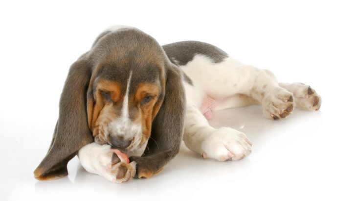 犬が『前足を舐めている』ときの心理5選　執拗にペロペロする理由や病院へ連れて行くべき状態とは？(ブログ)