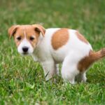 犬が『ウンチ』をするときにみせるサイン5選　排泄時、飼い主がすべき正しい対応まで(ブログ)