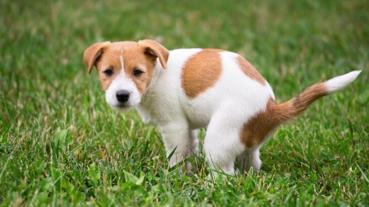 犬が『ウンチ』をするときにみせるサイン5選　排泄時、飼い主がすべき正しい対応まで(ブログ)