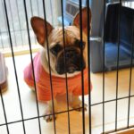 室内犬に絶対してはいけないNG行為4選　部屋の中に潜む重大なリスクとは？(ブログ)