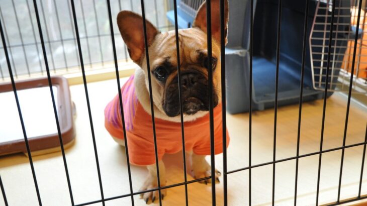 室内犬に絶対してはいけないNG行為4選　部屋の中に潜む重大なリスクとは？(ブログ)