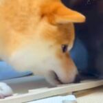 『冷蔵庫の下に入ったおもちゃ』を取りたがる犬→コツを教えてあげると…もはや人間のような『会話が成り立っている様子』が話題「天才すぎ」(ブログ)