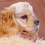 ソファに座ってテレビを見る犬→まるで人間…？まさかの『貫禄がありすぎる光景』が15万再生「犬のフリした人で草」「なんや？って顔ｗ」と爆笑(ブログ)