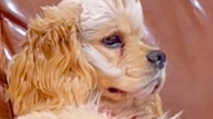 ソファに座ってテレビを見る犬→まるで人間…？まさかの『貫禄がありすぎる光景』が15万再生「犬のフリした人で草」「なんや？って顔ｗ」と爆笑(ブログ)