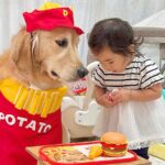 飲食店ごっこをする小さな女の子→犬が『店員さん役』に任命され…優しすぎる『まさかの対応』が46万再生「表情がｗ」「可愛いの大渋滞」と反響(ブログ)