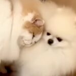 半日ペットサロンにいた犬→帰ると、心配していた同居猫が近づいてきて…種族の壁を超えた『愛を感じる光景』が18万再生「健気」「いい兄貴」(ブログ)