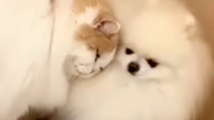 半日ペットサロンにいた犬→帰ると、心配していた同居猫が近づいてきて…種族の壁を超えた『愛を感じる光景』が18万再生「健気」「いい兄貴」(ブログ)