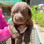 『大型犬を飼うこと』が夢だった夫婦→飼い始めたら、想像よりも大変で…思わず泣ける『１歳を迎えるまでの軌跡』が23万再生「素敵な家族」の声(ブログ)