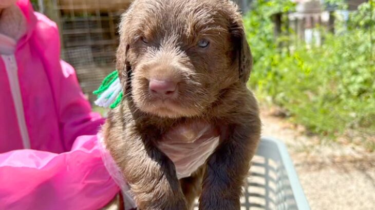 『大型犬を飼うこと』が夢だった夫婦→飼い始めたら、想像よりも大変で…思わず泣ける『１歳を迎えるまでの軌跡』が23万再生「素敵な家族」の声(ブログ)
