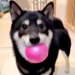 『どうやってんのｗｗ』ボールをキャッチした犬→次の瞬間…まさかの『野球選手並みの送球』が46万再生「なんで飛ぶのｗ」「ペッてかわいいｗ」(ブログ)