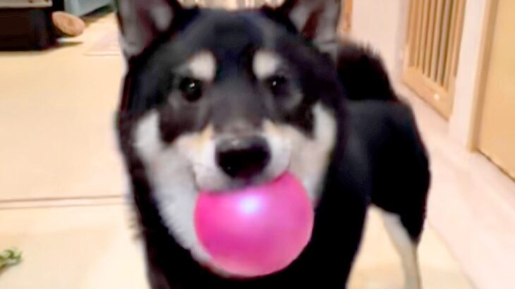 『どうやってんのｗｗ』ボールをキャッチした犬→次の瞬間…まさかの『野球選手並みの送球』が46万再生「なんで飛ぶのｗ」「ペッてかわいいｗ」(ブログ)