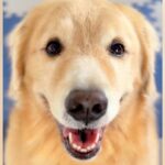 『おやつが食べれる』と期待に満ちた顔の大型犬→思ったよりも量が少なくて…わかりやすすぎる表情に2万いいね「可愛いｗ」「嘘がなくて好き」(ブログ)