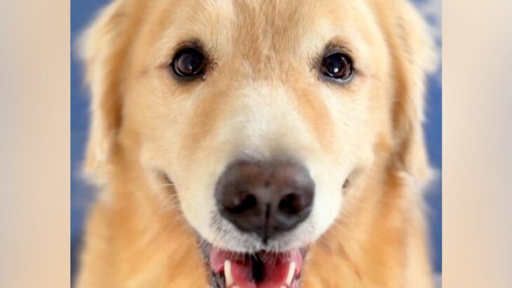 『おやつが食べれる』と期待に満ちた顔の大型犬→思ったよりも量が少なくて…わかりやすすぎる表情に2万いいね「可愛いｗ」「嘘がなくて好き」(ブログ)