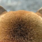 犬の後ろ姿を撮影→『なにかに似てるな』と思ったら…もはや犬に見えない『まさかの後頭部』に3万いいね集まる「撫で回したい」「もふもふｗ」(ブログ)