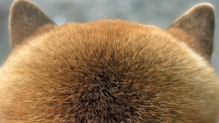 犬の後ろ姿を撮影→『なにかに似てるな』と思ったら…もはや犬に見えない『まさかの後頭部』に3万いいね集まる「撫で回したい」「もふもふｗ」(ブログ)