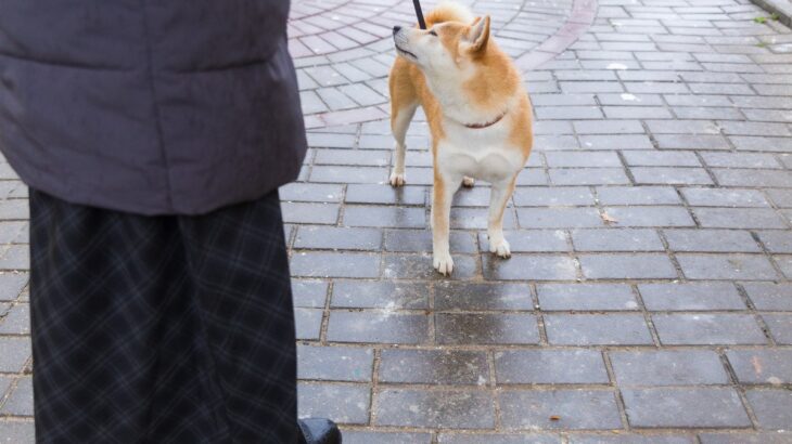 犬が『散歩中に歩かない』ときの原因4つ　歩きたがらない愛犬の心理や効果的な対処法まで(ブログ)