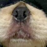 生後6ヶ月の子犬が『やけに静かだな』と思って見てみたら…予想を上回る『まさかの状況』に1万いいね「ハロウィン意識ｗ」「容疑者確保で草」(ブログ)