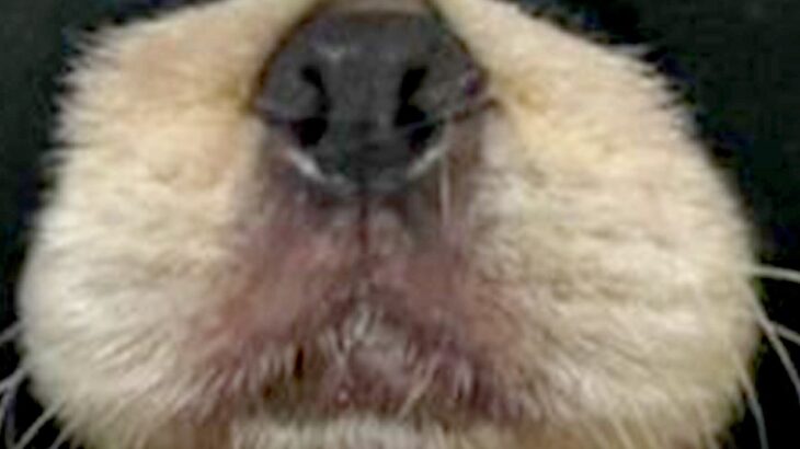 生後6ヶ月の子犬が『やけに静かだな』と思って見てみたら…予想を上回る『まさかの状況』に1万いいね「ハロウィン意識ｗ」「容疑者確保で草」(ブログ)