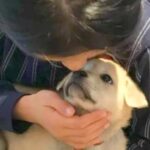 人間関係に疲れた９歳の女の子が『保護犬を飼いたい』と親に説得→危険かもと心配していたら…涙あふれる光景に感動「愛が伝わった」「優しい子」(ブログ)