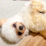 なぜか毎日『同じ時間に立てなくなってしまう犬』→あまりに尊い『可愛すぎる理由』に2万いいね集まる「役者だｗ」「子羊のぬいぐるみ」と反響(ブログ)