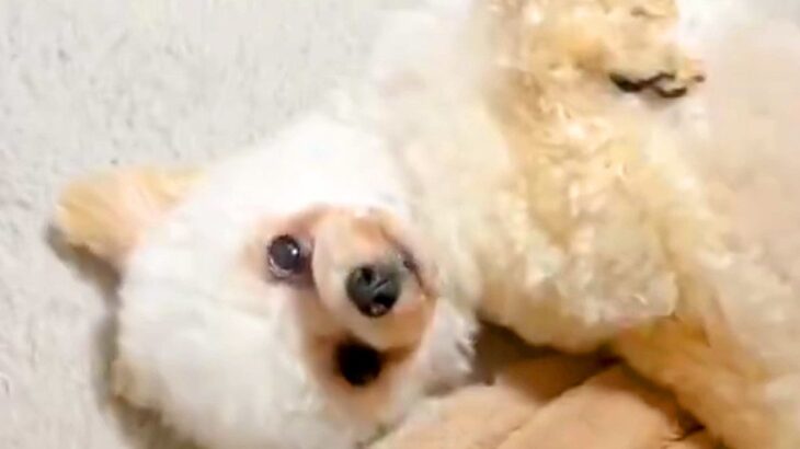 なぜか毎日『同じ時間に立てなくなってしまう犬』→あまりに尊い『可愛すぎる理由』に2万いいね集まる「役者だｗ」「子羊のぬいぐるみ」と反響(ブログ)