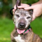 犬の『平均寿命』とは？健康寿命を伸ばすための生活習慣や注意点まで(ブログ)
