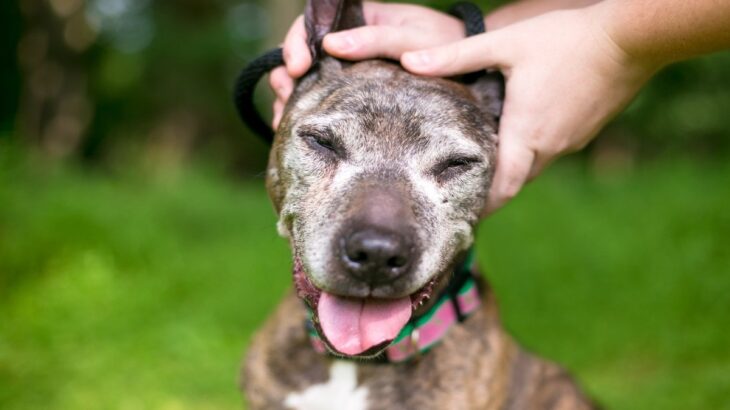 犬の『平均寿命』とは？健康寿命を伸ばすための生活習慣や注意点まで(ブログ)