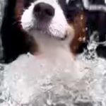 水泳教室で泳ぎを練習する2匹の犬→一生懸命になりすぎて…思わず笑ってしまう『必死すぎる表情』に反響「お目々が落ちそうｗ」「笑ったｗｗ」(ブログ)