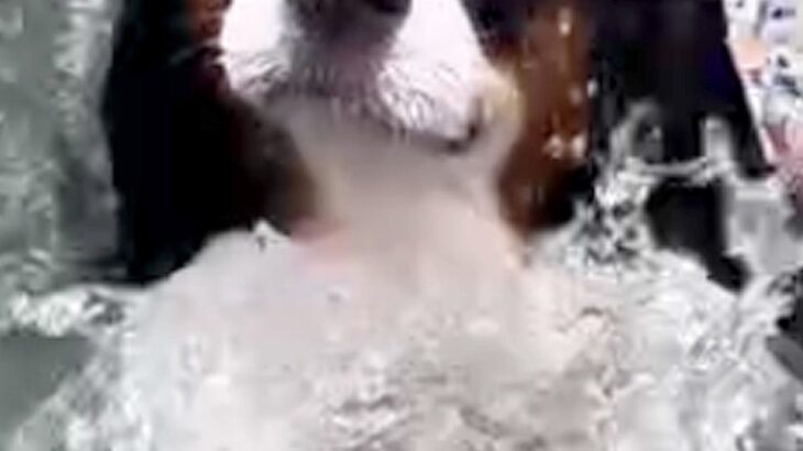 水泳教室で泳ぎを練習する2匹の犬→一生懸命になりすぎて…思わず笑ってしまう『必死すぎる表情』に反響「お目々が落ちそうｗ」「笑ったｗｗ」(ブログ)