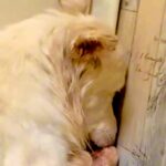 仲間とはぐれた『ひとりぼっちの野犬』を保護→人間を怖がってしまい…涙腺崩壊する『3年後の光景』が20万再生「幸せに」「涙が止まらない」(ブログ)