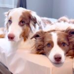 犬２匹に『散歩』と似た言葉を言ってみた結果→つられるかと思ったら…もはや人間レベル？天才すぎる光景が31万再生「素晴らしい」「お利口」(ブログ)