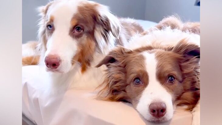 犬２匹に『散歩』と似た言葉を言ってみた結果→つられるかと思ったら…もはや人間レベル？天才すぎる光景が31万再生「素晴らしい」「お利口」(ブログ)