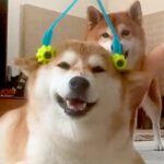 コロコロでマッサージされている幸せそうな犬→もう１匹が邪魔した結果…切なすぎる『まさかの表情』に爆笑「なんで？って顔で草」「笑った」(ブログ)