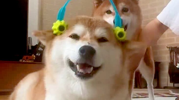 コロコロでマッサージされている幸せそうな犬→もう１匹が邪魔した結果…切なすぎる『まさかの表情』に爆笑「なんで？って顔で草」「笑った」(ブログ)