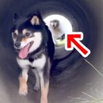 『土管の中』を走った大型犬→豪快に転んでしまった結果、お友だちが…まるで『アニメの一コマのような光景』に2万いいね「素敵な友情」と称賛(ブログ)