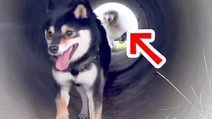 『土管の中』を走った大型犬→豪快に転んでしまった結果、お友だちが…まるで『アニメの一コマのような光景』に2万いいね「素敵な友情」と称賛(ブログ)
