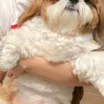 動物病院で『獣医が勘違いするほど大きな小型犬』→間違いも頷ける『まさかの光景』に2万いいね「可愛いの面積が広いんだよねｗ」「物凄い貫禄」(ブログ)