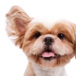 犬が反応してしまう『7つの音』とは　大好きな音から苦手な音までご紹介(ブログ)