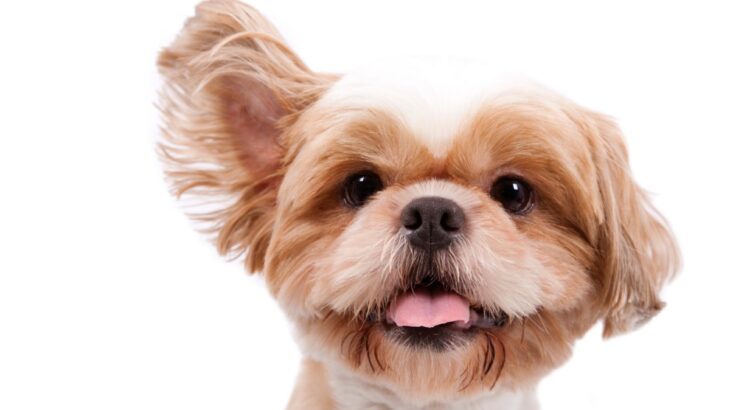 犬が反応してしまう『7つの音』とは　大好きな音から苦手な音までご紹介(ブログ)