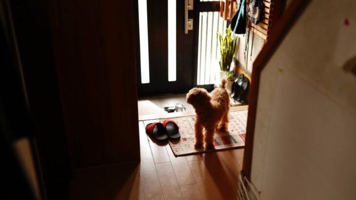 犬が辛いと感じる『留守番環境』5選　今すぐ改善すべき点や外出前にできる対策まで(ブログ)