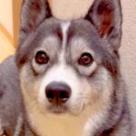大型犬に『パパが１週間ぶりに帰ってくるよ』と伝えた結果→玄関から動かなくなり…あまりにも尊い『おかえりなさいの光景』に「可愛すぎ」と反響(ブログ)