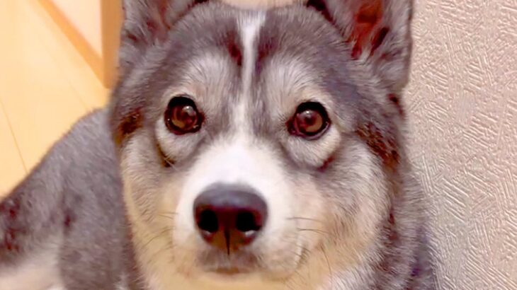大型犬に『パパが１週間ぶりに帰ってくるよ』と伝えた結果→玄関から動かなくなり…あまりにも尊い『おかえりなさいの光景』に「可愛すぎ」と反響(ブログ)