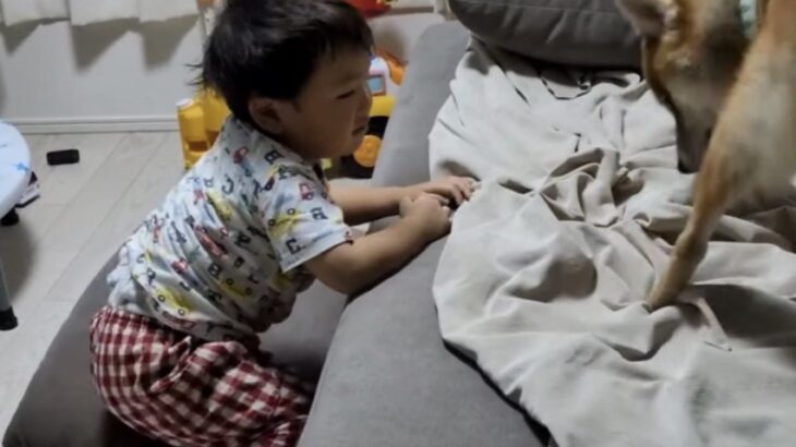 ソファでお昼寝していた小さい男の子が『犬に場所を取られた』結果→泣いちゃうかなと思ったら…予想外の展開が話題「たくましい」「奇跡的」(ブログ)