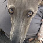 『飼い主が他の犬に甘えられている瞬間』を目撃した犬…咄嗟にとった『いじらしい行動』に4万いいね集まる「なんて尊い」「世界一可愛い独占欲」(ブログ)