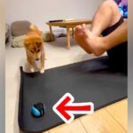 ボールで遊ぶ犬→筋トレしているパパの近くに転がってしまい…まさかの展開で『困り果てる光景』が200万再生「毎回いいところにｗ」「可愛い」(ブログ)